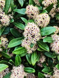 High angle view of pink flowering plants