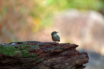 Close-up of bird perching on rock