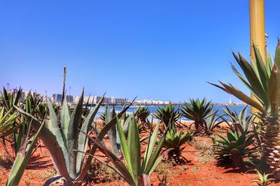 Close-up of succulent plants on field against clear blue sky