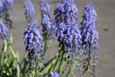 Close-up of purple flowering plants