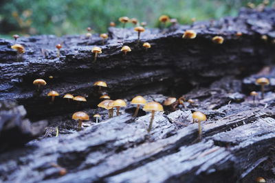 Close-up of log on wood