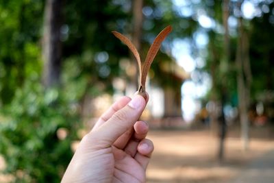 Close-up of hand holding leaves against trees