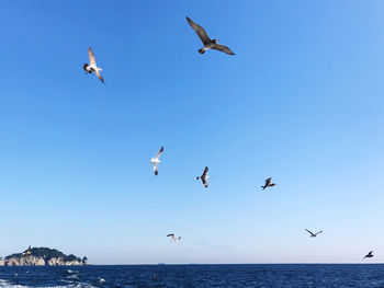 Low angle view of seagulls flying over sea against clear blue sky