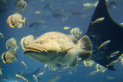 Close-up of fish swimming in aquarium