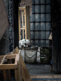 Cat on wood