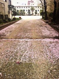 Narrow walkway along trees