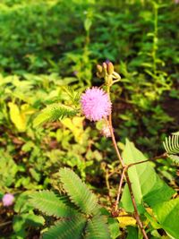 Close-up of pink flower on plant