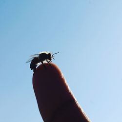 Close-up of insect on hand against sky