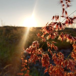 Close-up of plants growing on field against sky during sunset