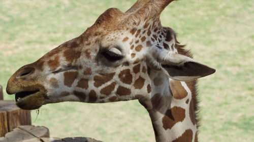 Close-up of giraffe