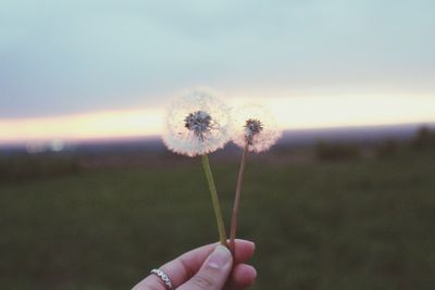 Close-up of hand holding two dandelions