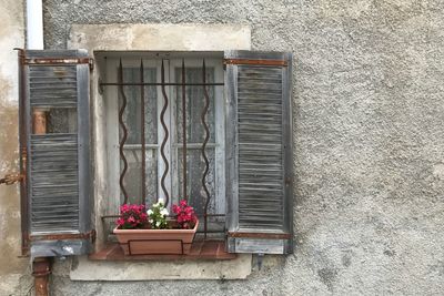 Potted plant by window on wall