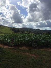 Scenic view of landscape against sky