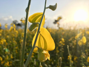 Close-up of yellow flowering plant on field against sky