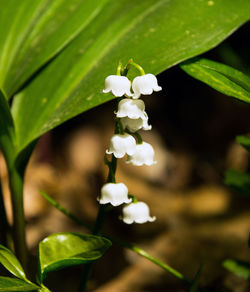 Close-up of white flowers blooming outdoors