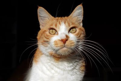 Close-up portrait of a cat over black background