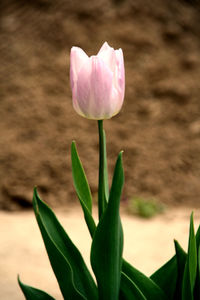 Close-up of pink flower blooming outdoors