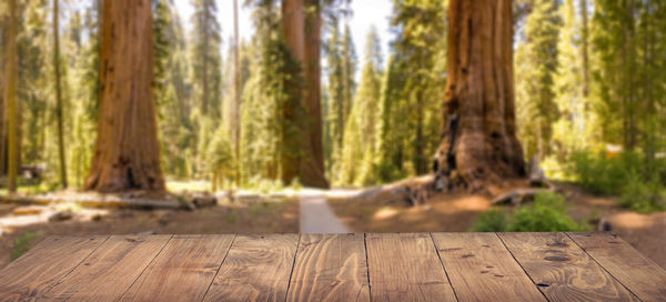 Trees growing in forest
