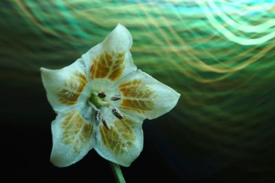 Close-up of white flowering plant