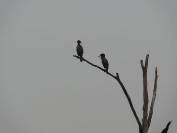 Low angle view of birds perching on clear sky