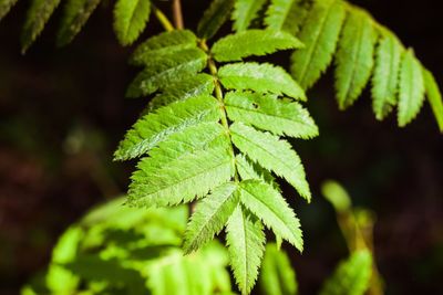 High angle view of leaves on plant