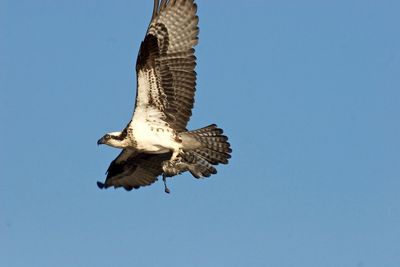 Low angle view of bird flying against blue sky