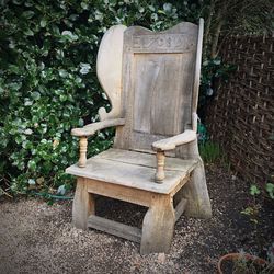 Plant growing on wall