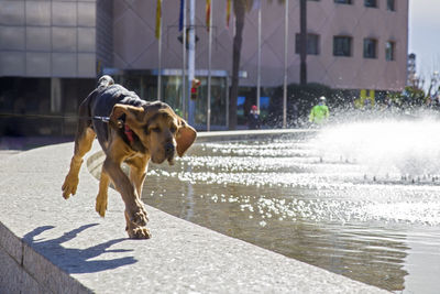 Dog running on retaining wall by fountain