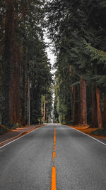 Road amidst trees in forest