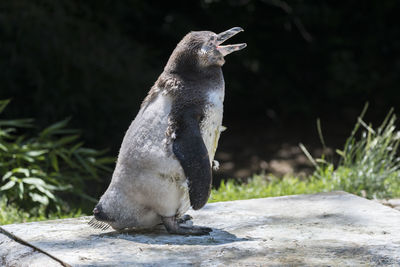 Humboldt penguin walking outdoor