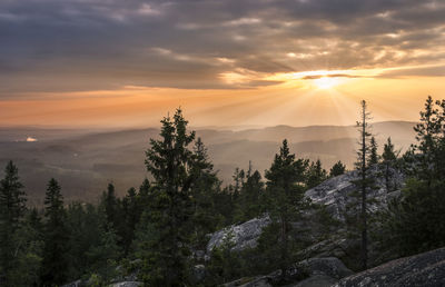 Scenic view of forest during sunset