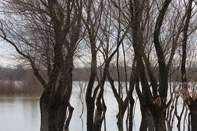 Bare trees by lake