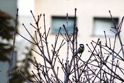 Close-up of bird perching on bare tree