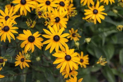 Close-up of yellow daisy flowers