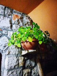 Close-up of potted plant against wall