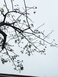 Low angle view of bare trees against clear sky