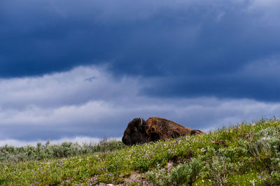 View of lizard on field against sky