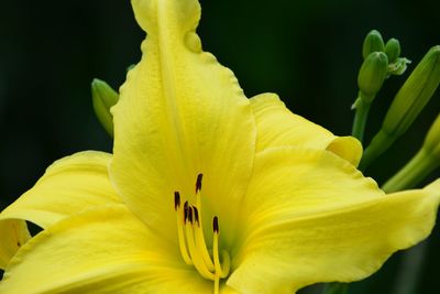 Close-up of yellow lily