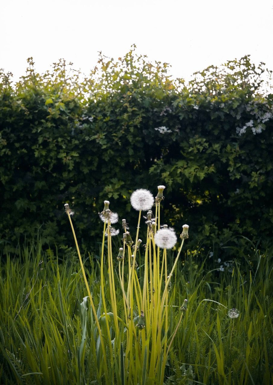 VIEW OF WHITE FLOWERS ON GRASS