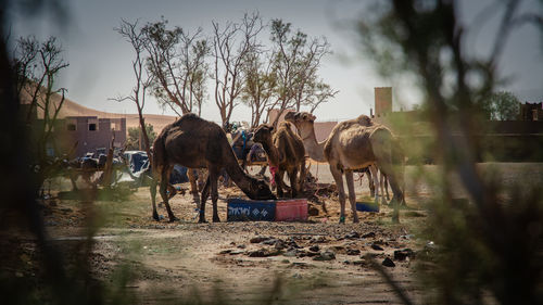 View of horse drinking water