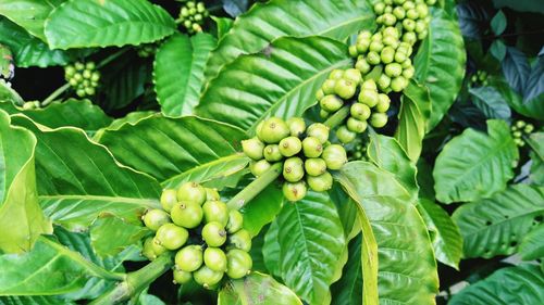 Close-up of fruits growing on tree