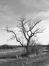 Bare tree on field against sky
