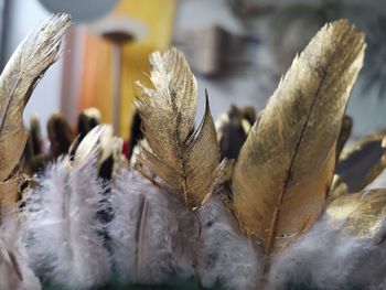 Close-up of dried leaves