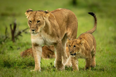 Lioness with cub cross grass in step