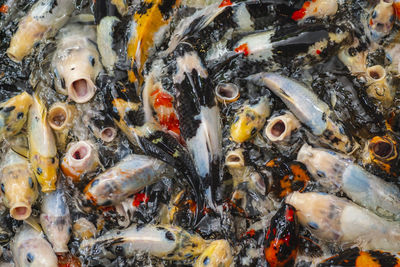 High angle view of koi carps swimming in pond