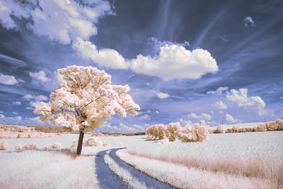 Road amidst trees on field against sky