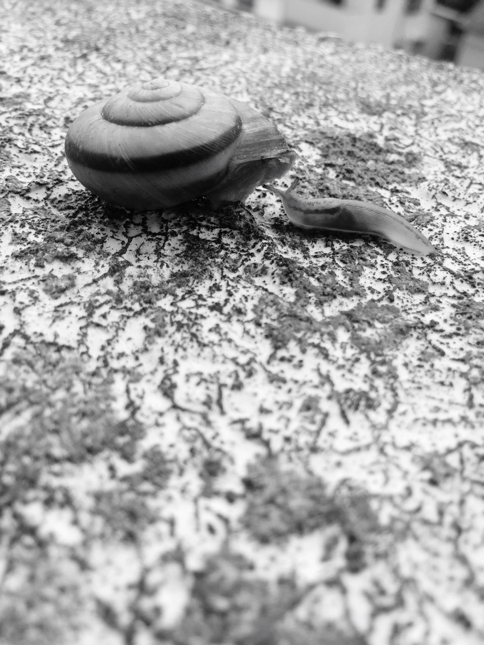 animal themes, close-up, wildlife, animals in the wild, one animal, selective focus, animal shell, focus on foreground, outdoors, high angle view, day, snail, nature, no people, reptile, sunlight, ground, rusty, shell, wood - material