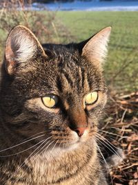 Close-up portrait of cat