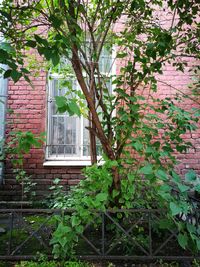 Ivy growing on house window