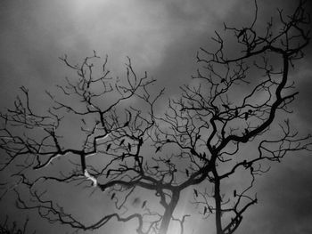 Low angle view of bare tree against sky